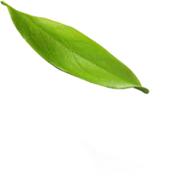 shape